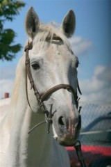 Obrazek