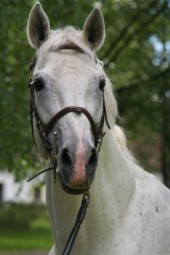 Obrazek